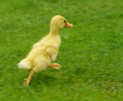 Indian Runner Duckling 9W027D-027.JPG